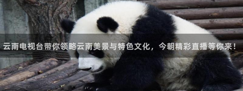 51视频在线直播nba：云南电视台带你领略云南美景与特色文化，今朝精彩直播等你来！