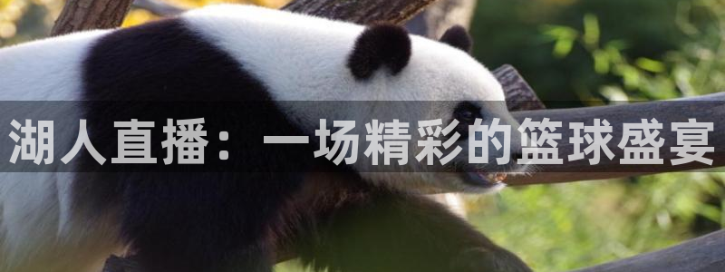 51视频在线直播nba：湖人直播：一场精彩的篮球盛宴